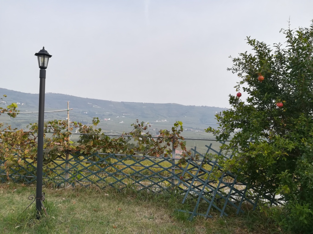 la vista dalla cantina