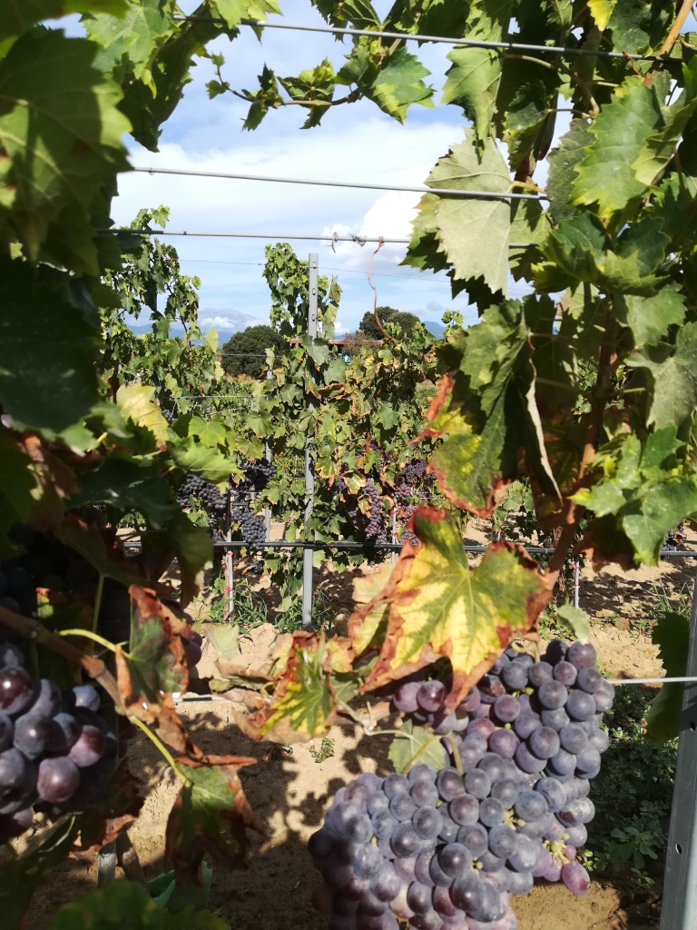 vendemmia