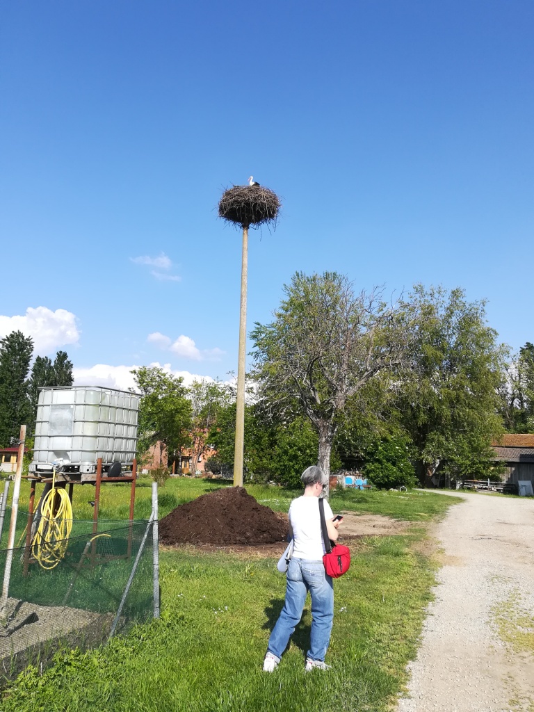la cicogna e noi