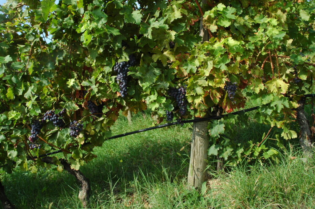 in vigna