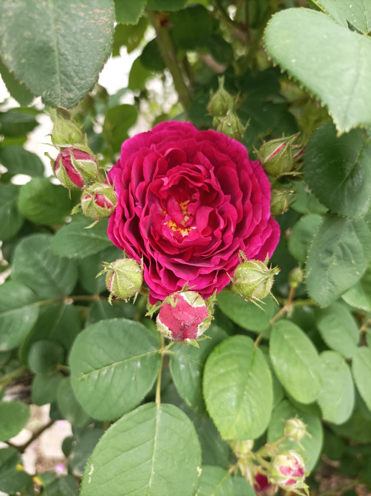 Monastero_Kostanjevica